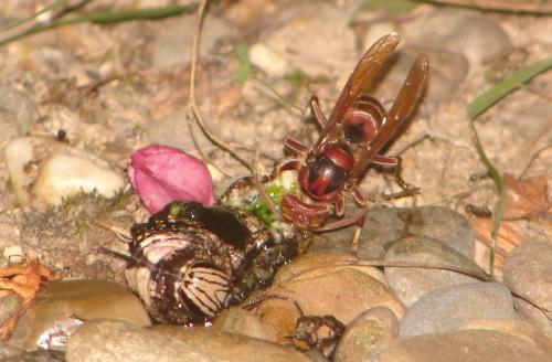 Vespa crabro