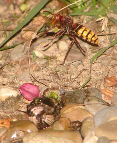 Vespa crabro