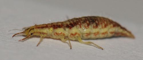 Réf. 50 588 : Chrysoperla sp.