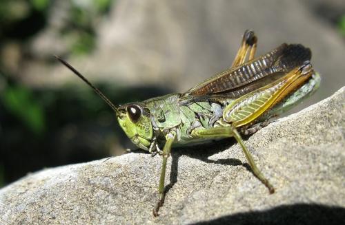 Réf. 50 050 : Stauroderus scalaris scalaris