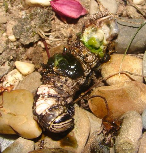 Vespa crabro