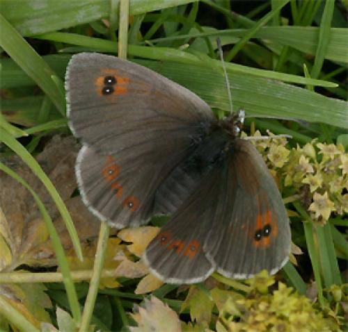 Réf. 50 024 : Erebia cassioides