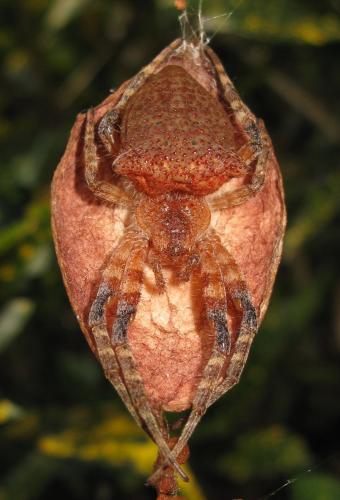 Cyrtophora unicolor