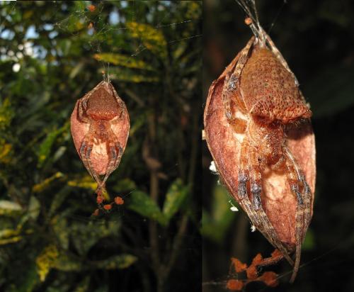 Réf. 50 542 : Cyrtophora unicolor