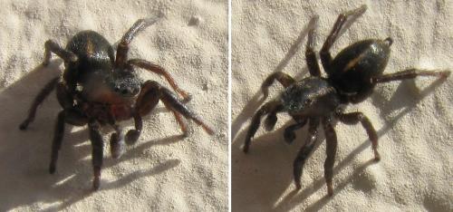 Phlegra fasciata