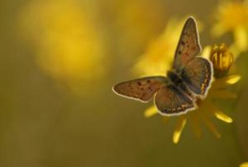 Lycaena tityrus