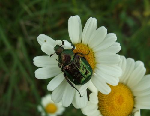 Gnorimus nobilis