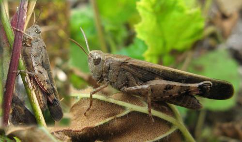 Aiolopus strepens