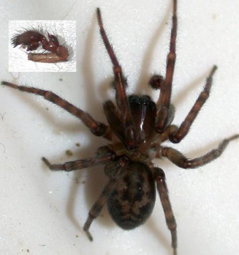 Amaurobius erberi