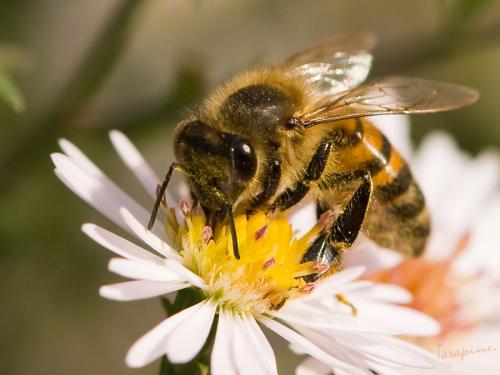 Réf. 50 337 : Apis mellifera