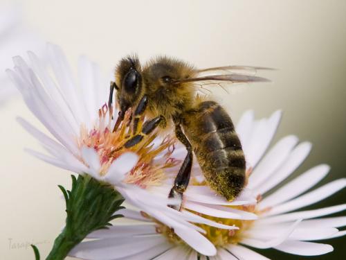Apis mellifera