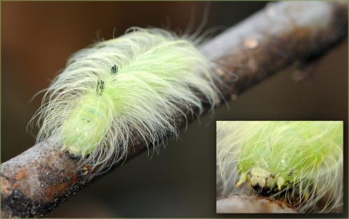 Réf. 50 139 : Acronicta leporina