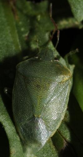 Acrosternum heegeri