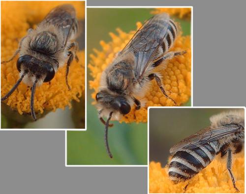 Colletes sp.