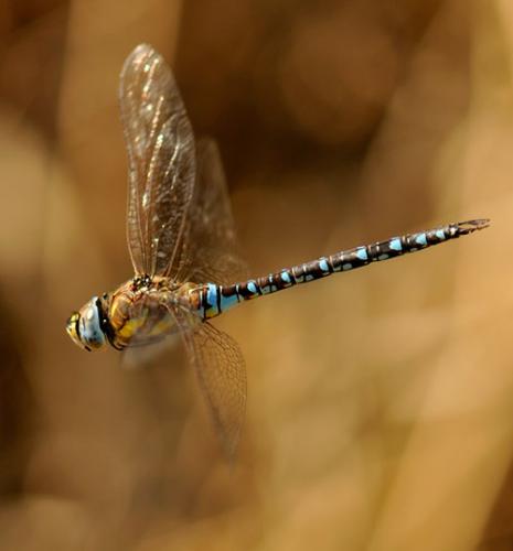 Réf. 50 358 : Aeshna mixta