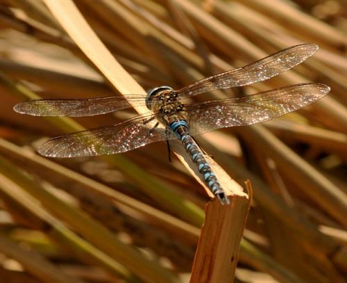 Aeshna mixta