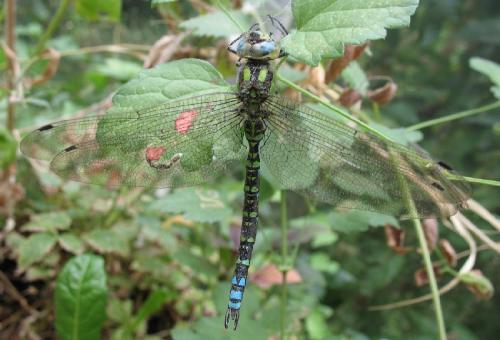 Aeshna cyanea