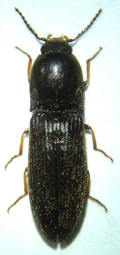 Agriotes ustulatus