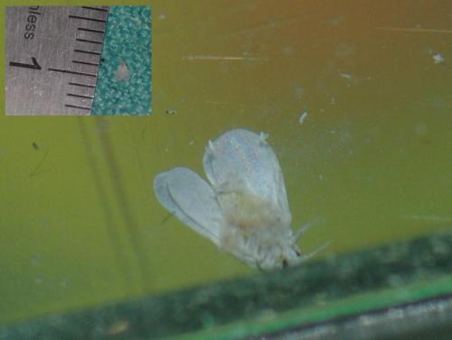 Aleyrodes sp.