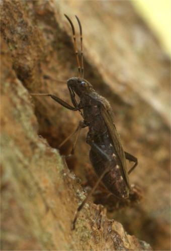 Alydus calcaratus