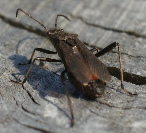 Alydus calcaratus