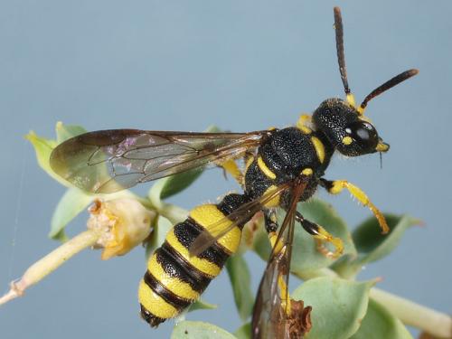 Réf. 50 521 : Cerceris quadricincta
