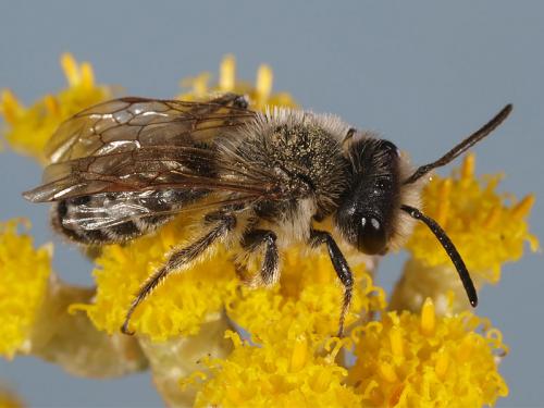 Andrena flavipes
