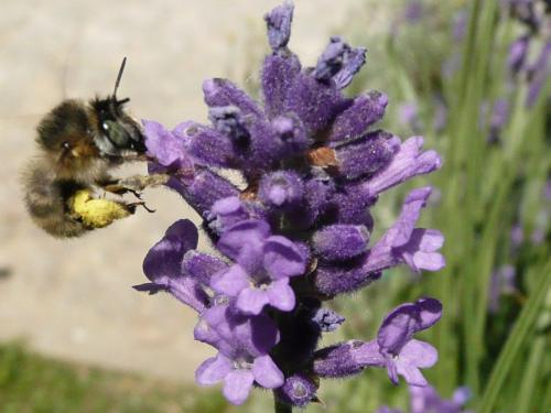 Anthophora quadrimaculata