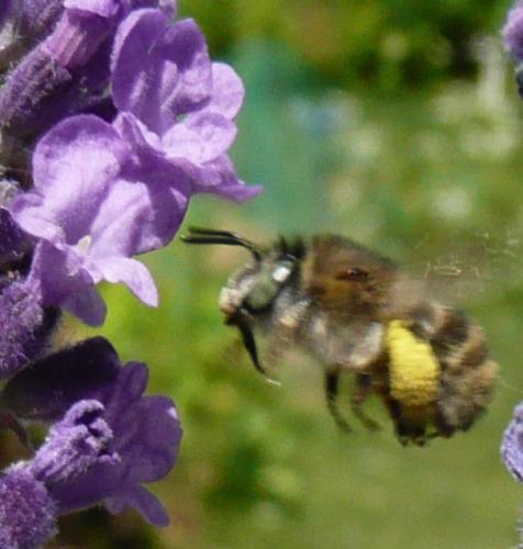 Anthophora quadrimaculata