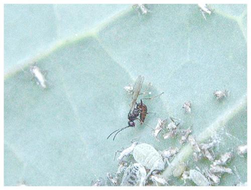 Réf. 50 148 : Aphidiinae inconnu
