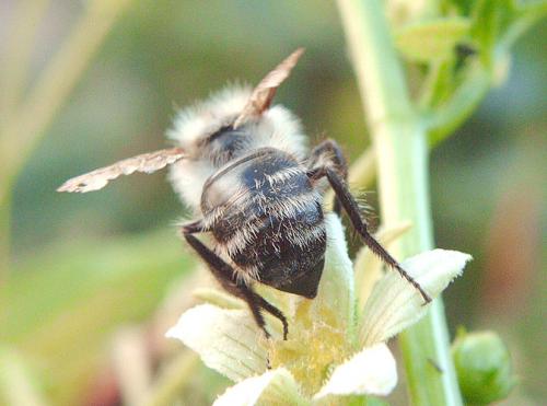 Bombus sp.