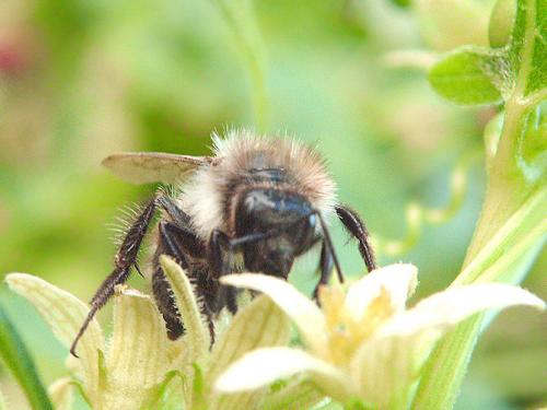 Bombus sp.