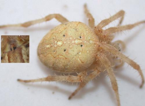 Araneus diadematus