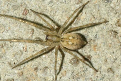 Tegenaria parietina