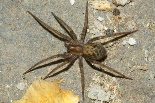 Tegenaria domestica