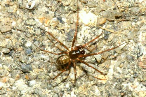 Réf. 50 871 : Lepthyphantes leprosus