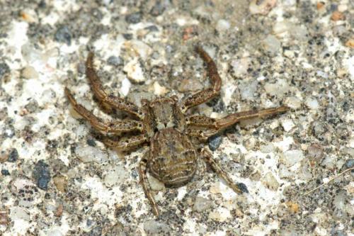 Xysticus sp.