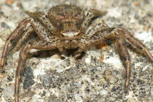 Xysticus sp.