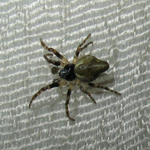 Réf. 50 898 : Cyclosa conica