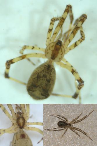 Episinus maculipes
