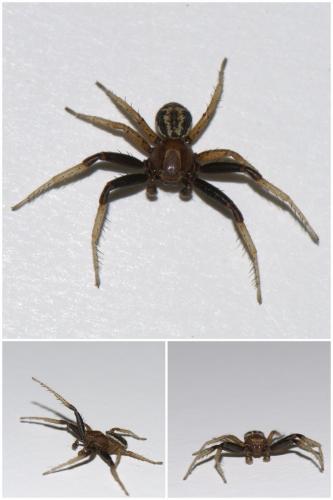 Xysticus erraticus
