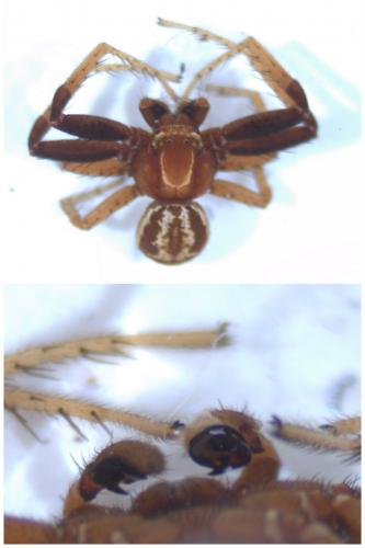 Réf. 50 152 : Xysticus erraticus