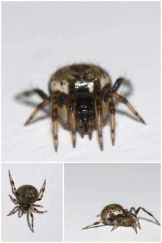 Dipoena melanogaster