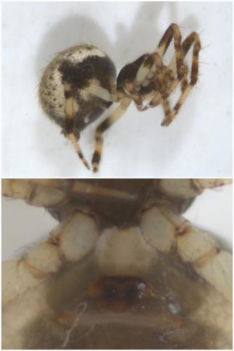 Dipoena melanogaster