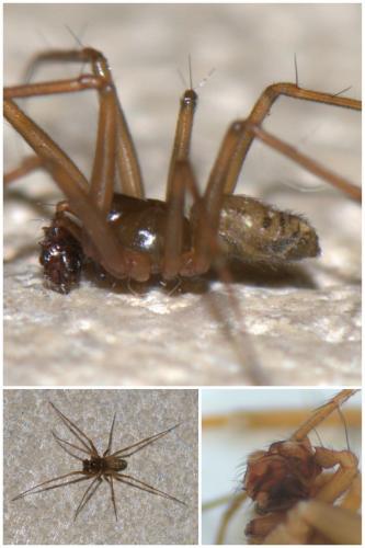 Réf. 50 341 : Lepthyphantes leprosus