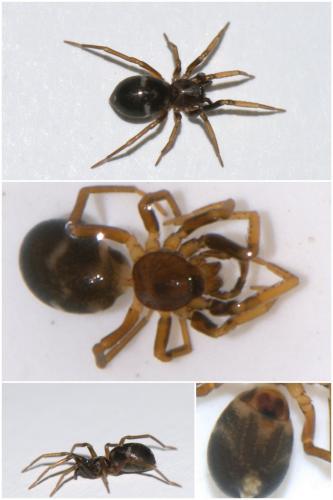 Phrurolithus sp.