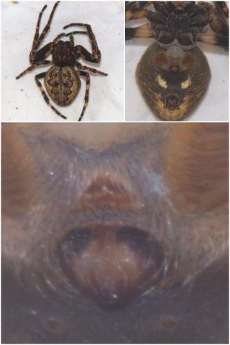 Nuctenea umbratica