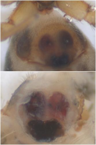 Phrurolithus sp.