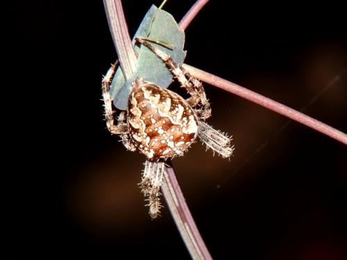 Araneus diadematus