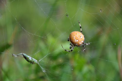 Araneus quadratus